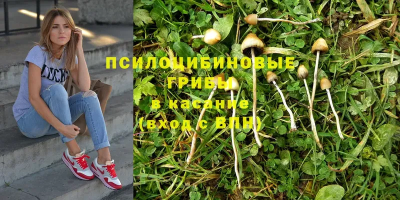 Галлюциногенные грибы Psilocybine cubensis Мыски